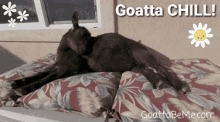 Chillin Relax GIF - Chillin Relax Goat GIFs