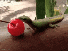 Gecko Cherry GIF - Gecko Cherry Lizard GIFs