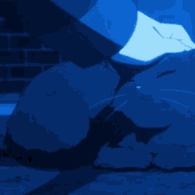 Cute Blue GIF - Cute Blue Cat GIFs