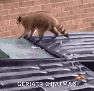 Funny Animals Fail GIF - Funny Animals Fail Racoon - Discover & Share GIFs