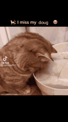 Doug Cat GIF - Doug Cat Sad Cat GIFs