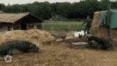 a man standing next to a pile of hay with pigs and chickens around him