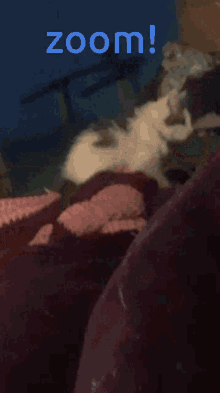 Cat Cute Attack Zoom Zooming Funny GIF - Cat Cute Attack Zoom Zooming Funny GIFs