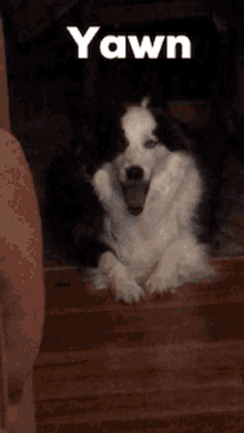 Border Collie Dogs GIF