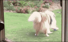 "Never Speak Of This." GIF - Dogs GIFs