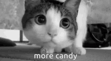More Candy Cat GIF - More Candy Cat GIFs