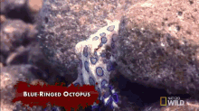 Raver Squid Can Kill 20 People At Once! GIF - Blueringed Octopus GIFs