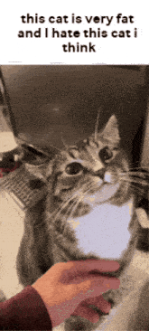 a cat that is very fat and i hate this cat i think