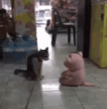 Funny Animals Angry GIF - Funny Animals Angry Cat GIFs
