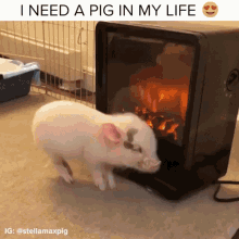 funny baby pig pictures