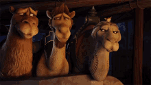 laughing camels the star the star gifs