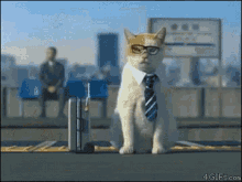 サラリーマン 働く　仕事 出張　ホテル　ビジネスマン　猫 GIF - Salaryman Salary Cat Business Trip GIFs