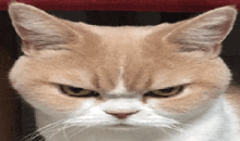 Angy Cat GIF - Angy Cat GIFs