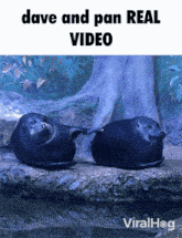 two seals laying on a rock with the words dave and pan real video below them