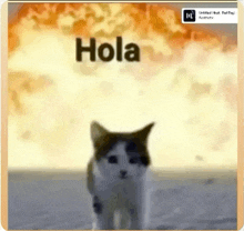 a cat is standing in front of an explosion and the word hola is on the screen
