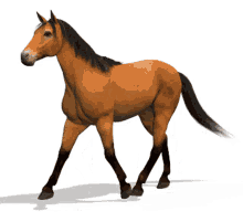 horse horse