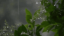 Rain Plant GIF - Rain Plant Green GIFs