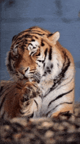 Tiger Tiger Cleaning GIF