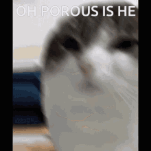 Oh Porous Is He Oh GIF - Oh Porous Is He Oh Porous GIFs