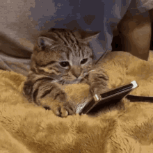 Katinas Telefonas GIF - Katinas Telefonas Ziuri GIFs