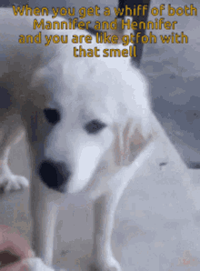 Gtfoh Smell GIF - Gtfoh Smell Dog GIFs