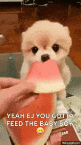 Dog Watermelon GIF
