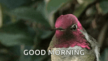 Bird Humming Bird GIF