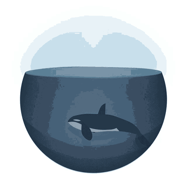 Animated Killer Whale GIFs | Tenor