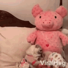 piglet and doggy pig and dog pets cute adorable stuff toy
