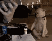 Can'T Get Enough Of This Song GIF - Dog Dance Guitar GIFs