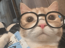 a close up of a cat wearing glasses with chinese writing