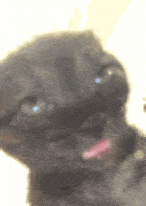 Cat Eepy Eepy Cat GIF - Cat Eepy Eepy Cat Black Cat Eepy GIFs