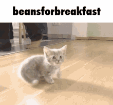 Discord Beansforbreakfast GIF