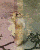 a kitten is standing on its hind legs and looking up