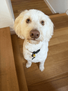 a small white dog with a yellow tag on its collar looks up at the camera