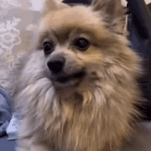 Dog Fun Pet GIF - Dog Fun Pet Pet Fun GIFs