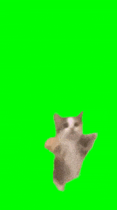 a cat is dancing on a green screen with arabic writing