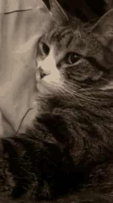 Punchy Zooted GIF - Punchy Zooted GIFs