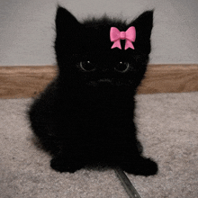 a black kitten wearing a pink bow on its head
