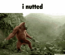 nut monkey monke theuben nutted