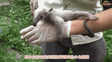 Tamandua Anteater GIF - Tamandua Anteater GIFs