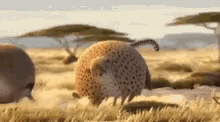 Cheetah Fat GIF - Cheetah Fat Funny GIFs