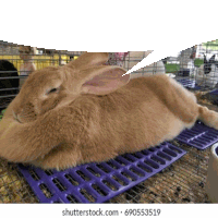 a large brown rabbit laying on a purple mat in a cage