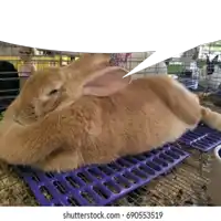 a large brown rabbit laying on a purple mat in a cage