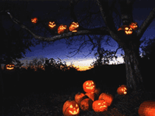 Hallows Eve Spooky GIF - Hallows Eve Spooky Pumpkins GIFs