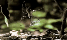 Web GIF - Spider Trap Nature GIFs