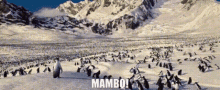 Happy Feet Mambo GIF - Happy Feet Mambo Adelie Penguins GIFs