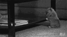 a black and white photo of a cat playing with a book on a coffee table .