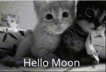 Moon Indian Moon GIF - Moon Indian Moon Cute Cat GIFs