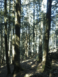 a dense forest with lots of trees and shadows